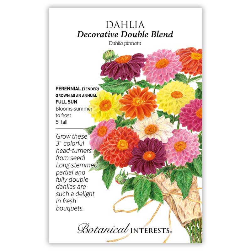 Decorative Double Blend Dahlia Seeds Product Image