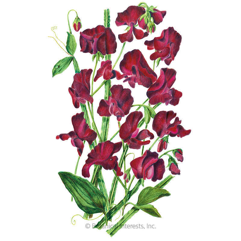 Beaujolais Sweet Pea Seeds