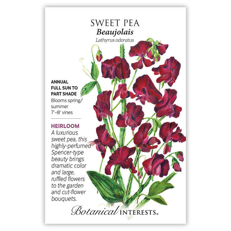 sweet peas flower seeds Botanical Interests Beaujolais Sweet Pea Seeds