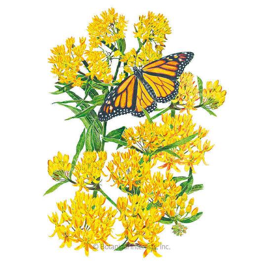 Hello Yellow Milkweed/Butterfly Flower Seeds