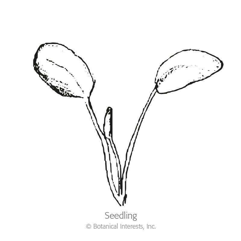 Hello Yellow Milkweed/Butterfly Flower Seeds Product Image