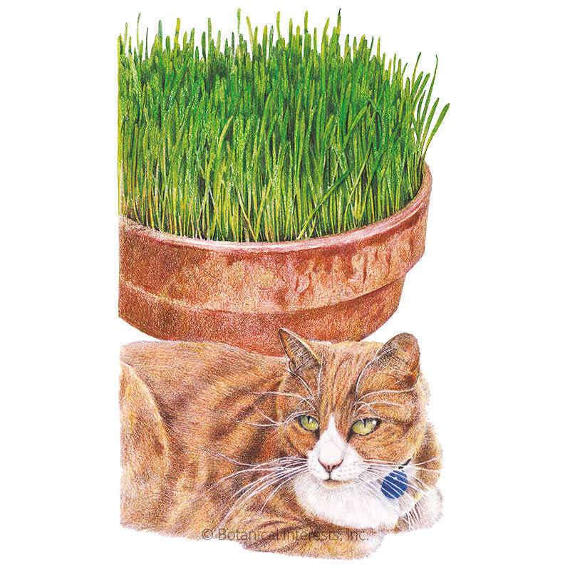 Cat Grass Seeds – Epic Gardening