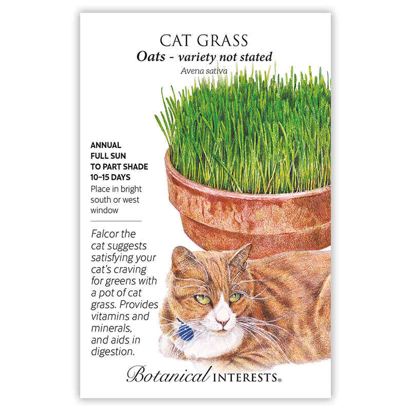 cat whiskers plant seeds Cat Grass Oats Seeds Large Packet