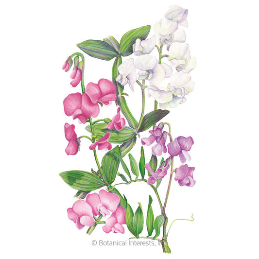 Perennial Blend Sweet Pea Seeds Product Image