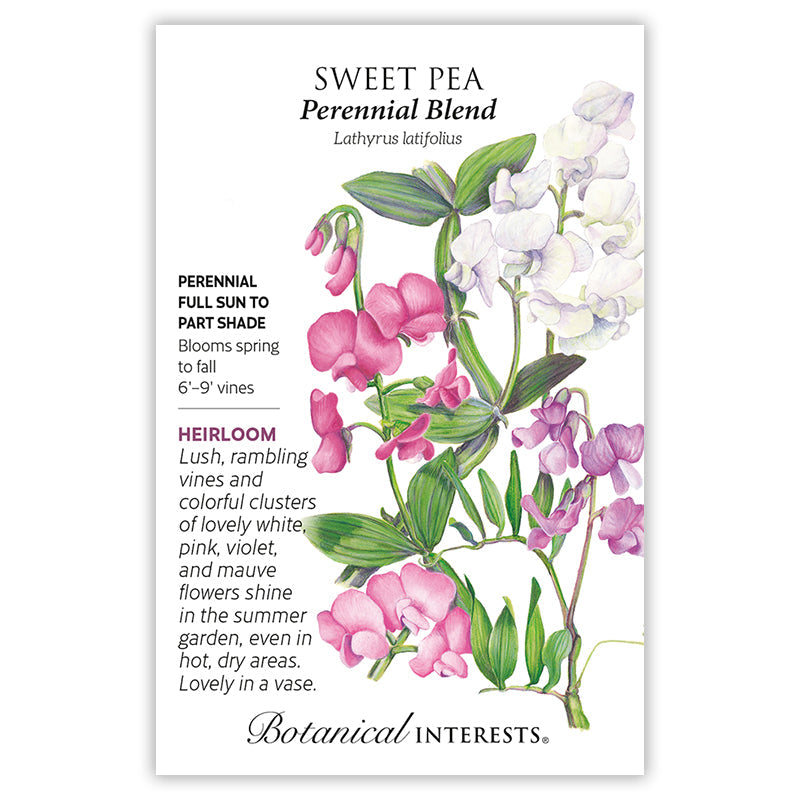 sweet pea flower seed Perennial Blend Sweet Pea Seeds