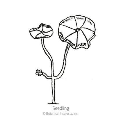 Alaska Variegated Nasturtium Seeds Product Image