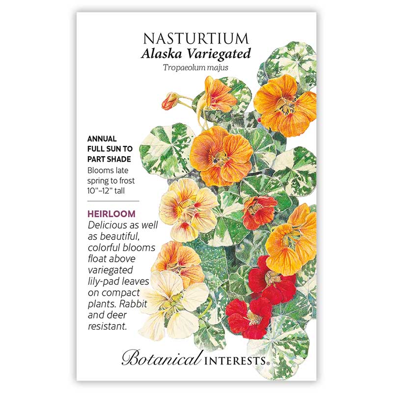 Alaska Variegated Nasturtium Seeds Product Image