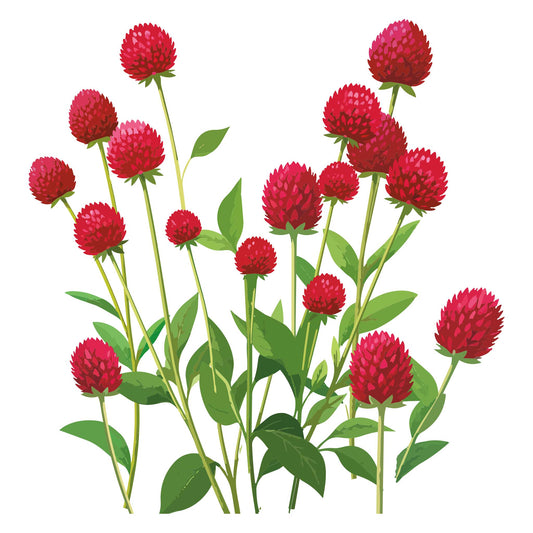 Strawberry Fields Gomphrena