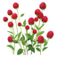 Strawberry Fields Gomphrena