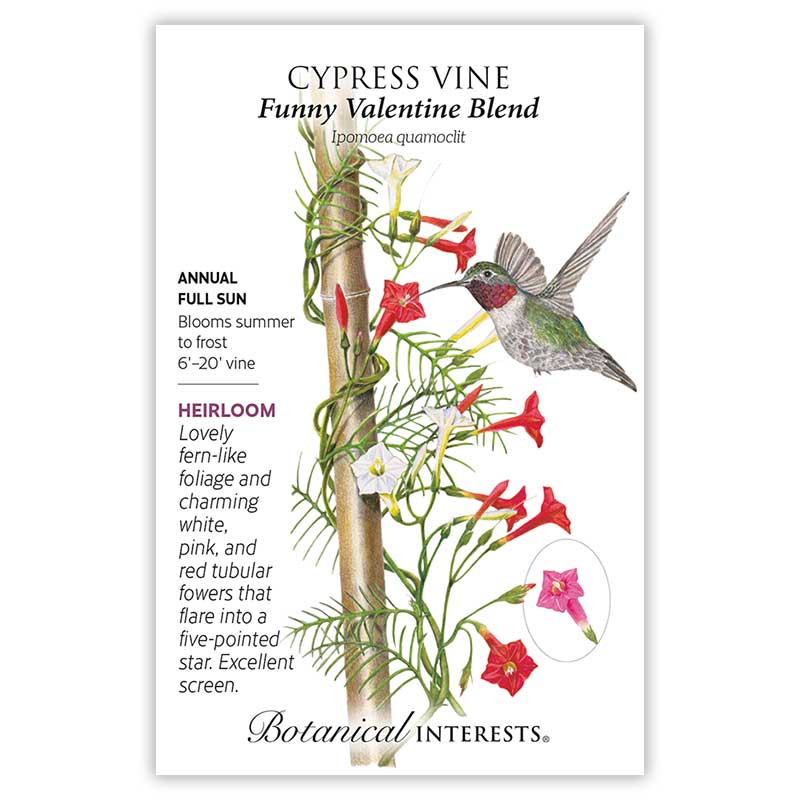 Funny Valentine Blend Cypress Vine Seeds Product Image
