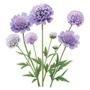 Oxford Blue Scabiosa