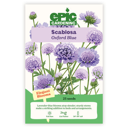 Oxford Blue Scabiosa