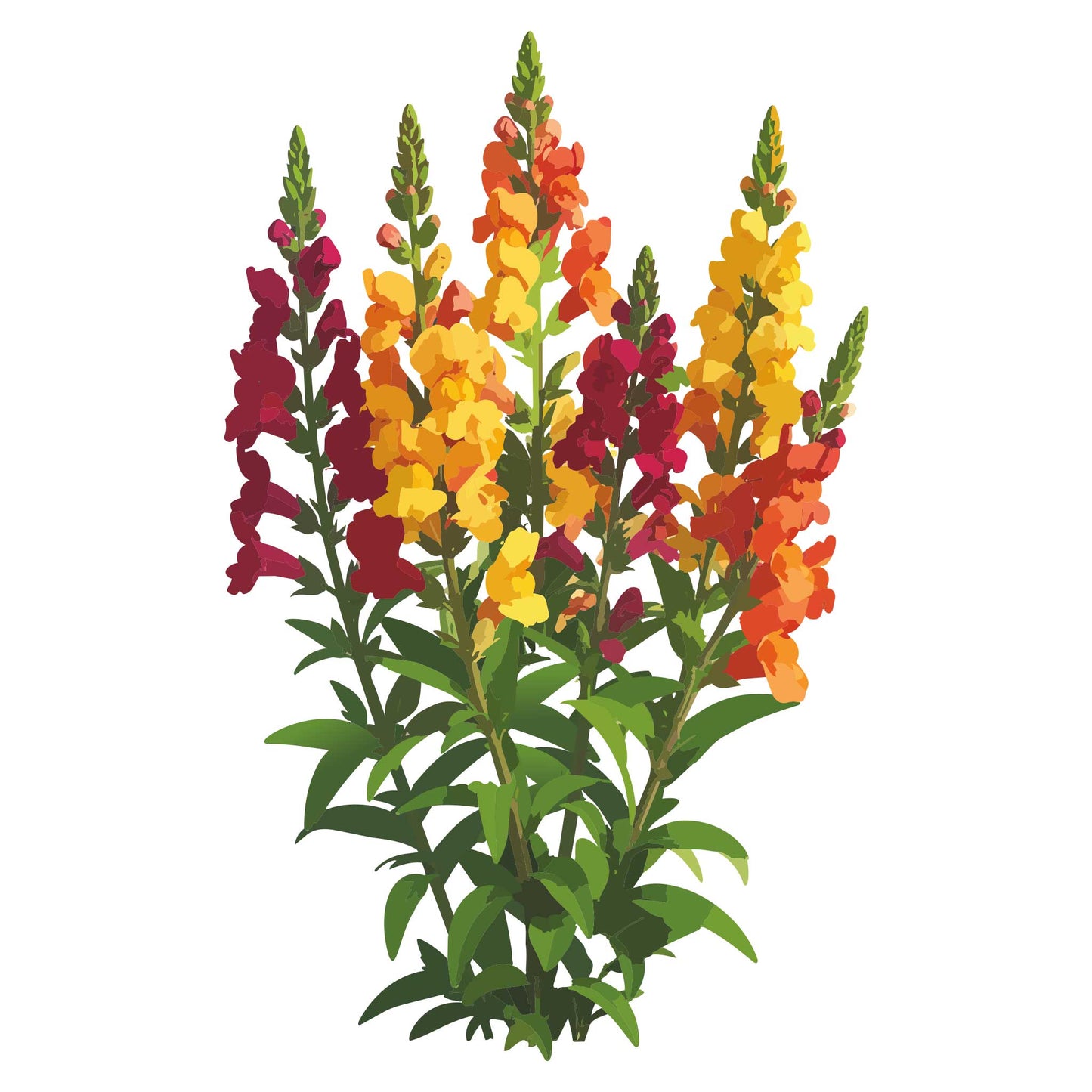 Tetra Mix Snapdragon
