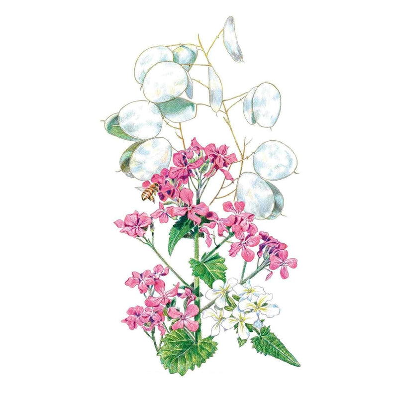 honesty money plant Honesty Money Plant Seeds