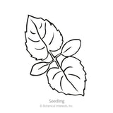 Honesty Money Plant Seeds