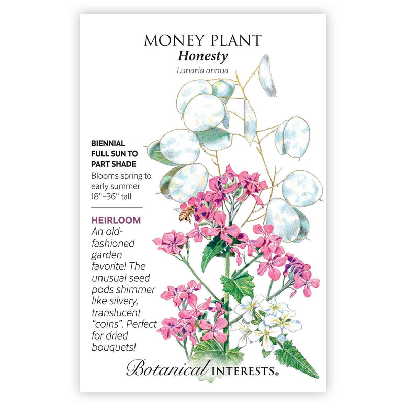 buy money tree seeds Honesty Money Plant Seeds