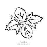 Impala Castor Bean Seeds