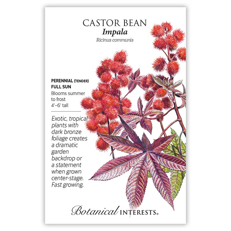 castor bean plant seed pods Impala Castor Bean Seeds