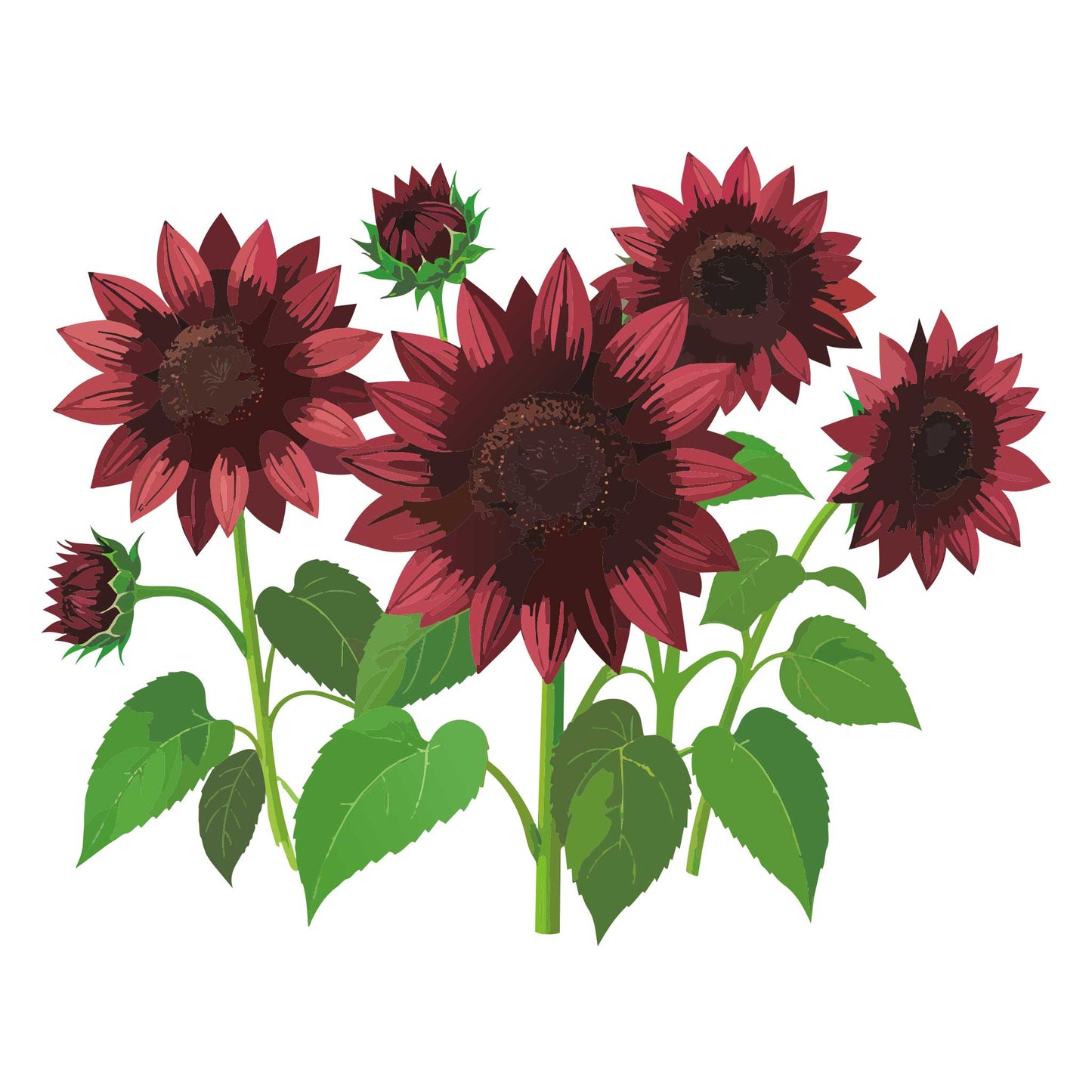 Chocolate Cherry Sunflower