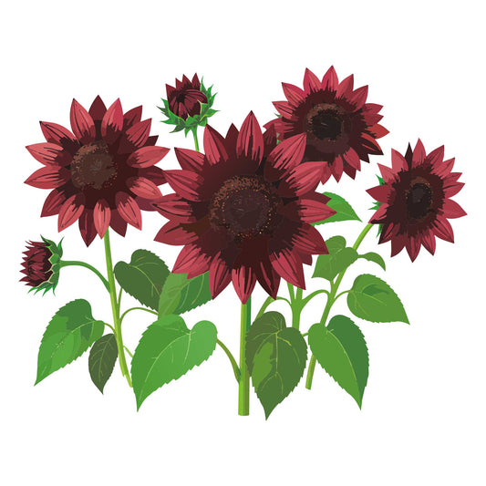 Chocolate Cherry Sunflower