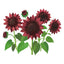 Chocolate Cherry Sunflower