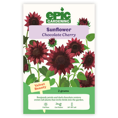 Chocolate Cherry Sunflower