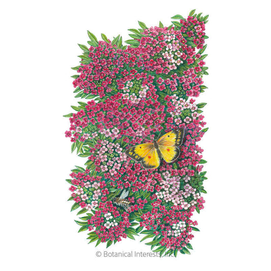 Rosie O'Day Sweet Alyssum Seeds