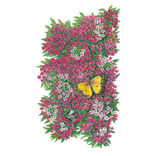 Rosie O'Day Sweet Alyssum Seeds