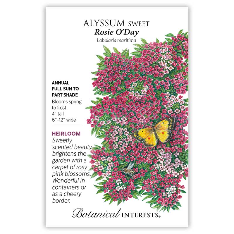 Rosie O'Day Sweet Alyssum Seeds