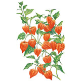 chinese lantern plant seeds Chinese Lantern Seeds