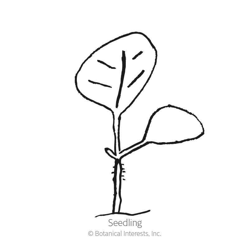 Chinese Lantern Seeds