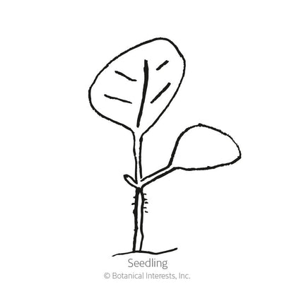 Chinese Lantern Seeds