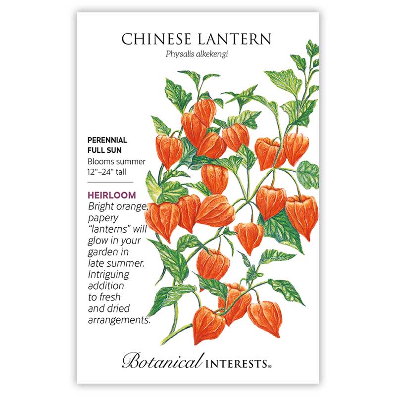 chinese seeds planted Chinese Lantern Seeds
