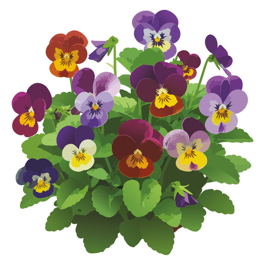 Bambini Mix Viola