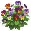Bambini Mix Viola