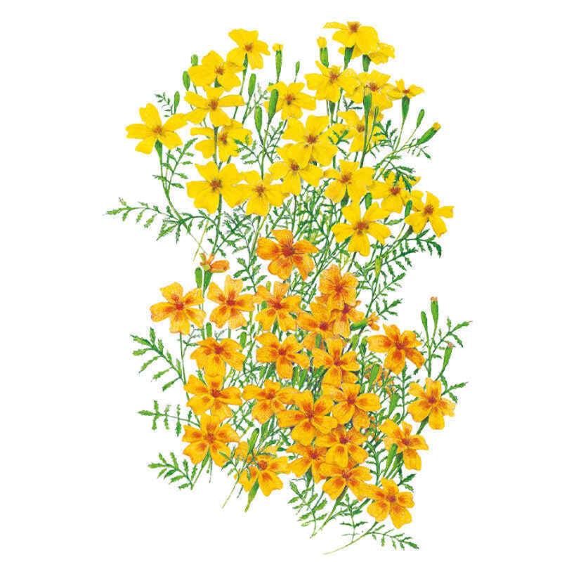 Lemon & Tangerine Gems Signet Marigold Seeds