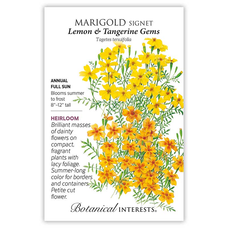 Lemon & Tangerine Gems Signet Marigold Seeds