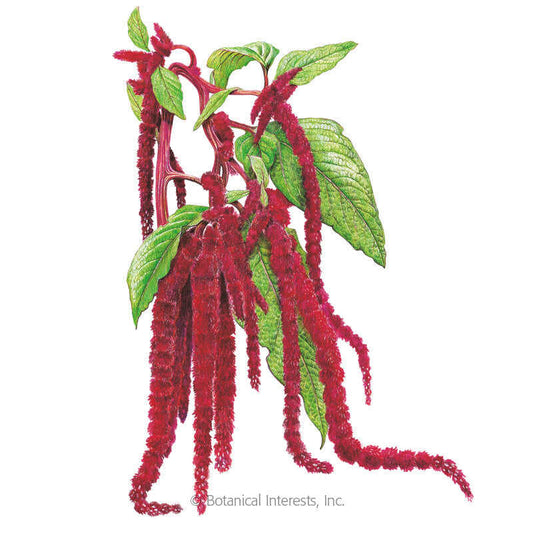 Love-Lies-Bleeding Amaranth Seeds