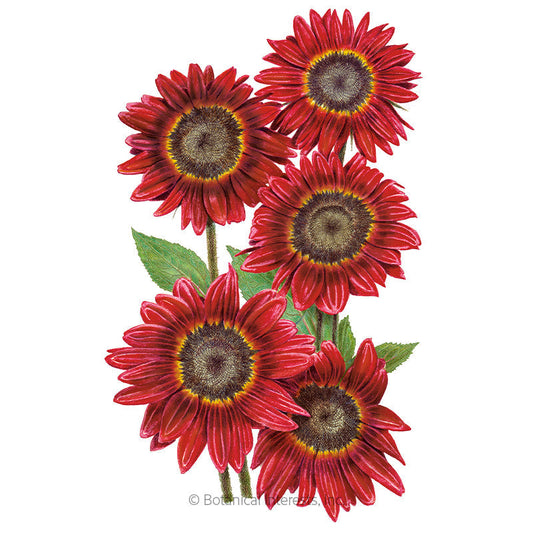 Rouge Royale Sunflower Seeds Product Image