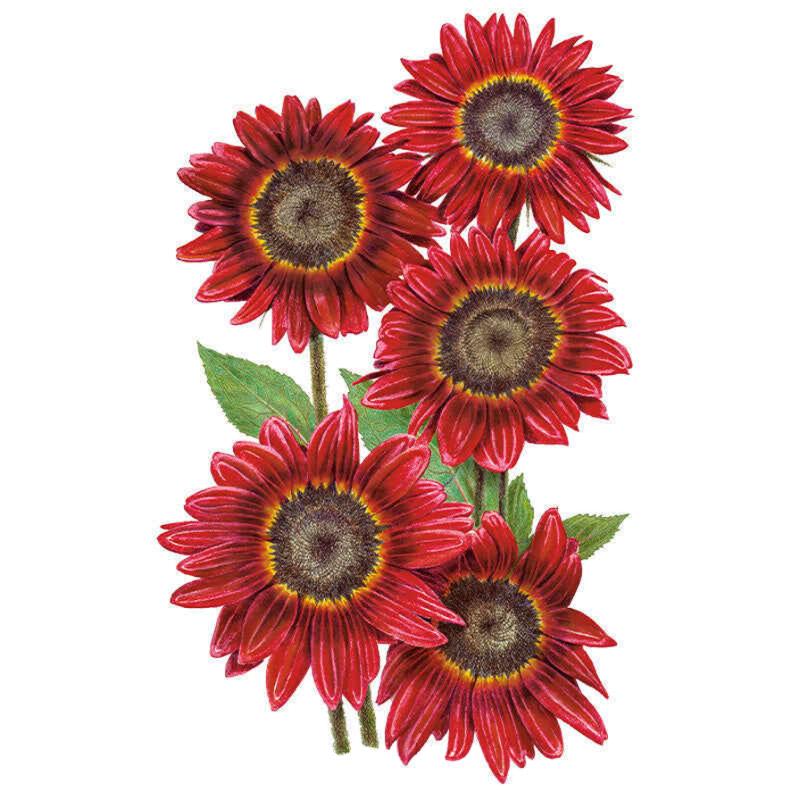 Rouge Royale Sunflower Seeds