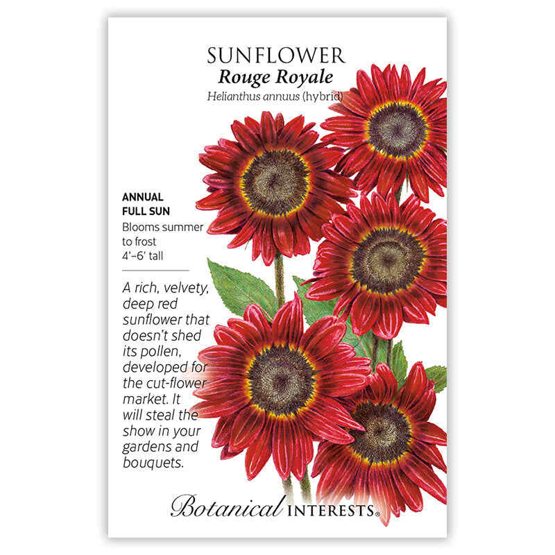 red sunflower seeds to plant Rouge Royale Sunflower Seeds