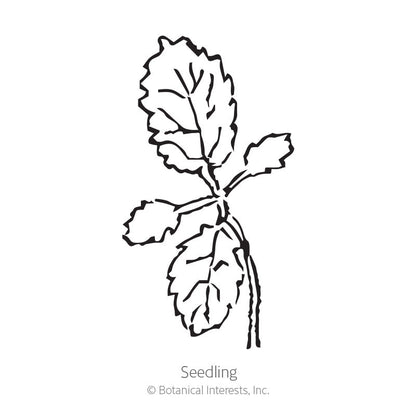 Brazilian Vervain Verbena Seeds