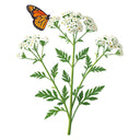 Western Yarrow