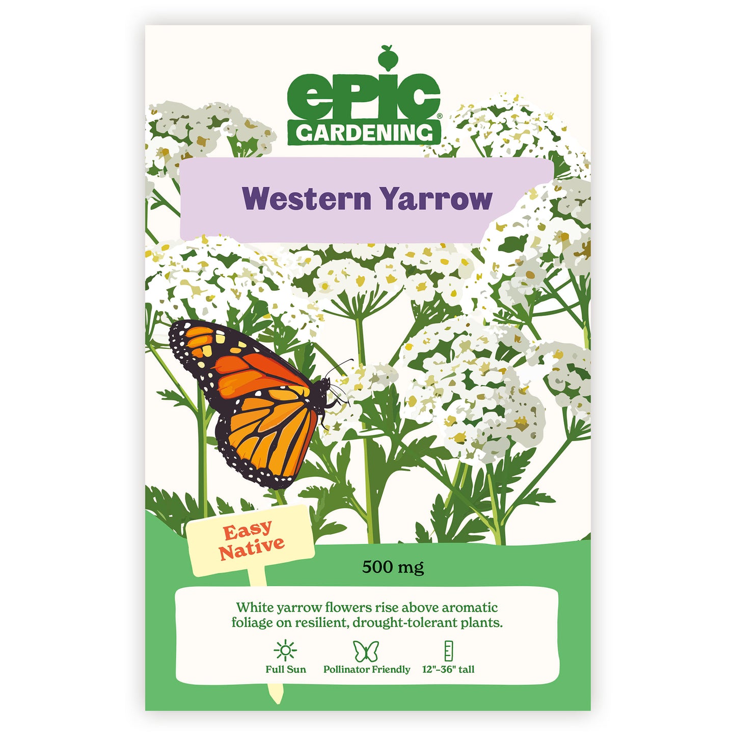 Western Yarrow