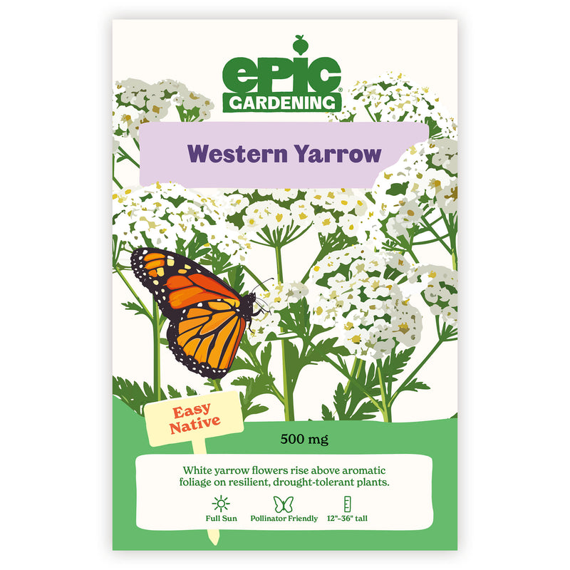 Western Yarrow