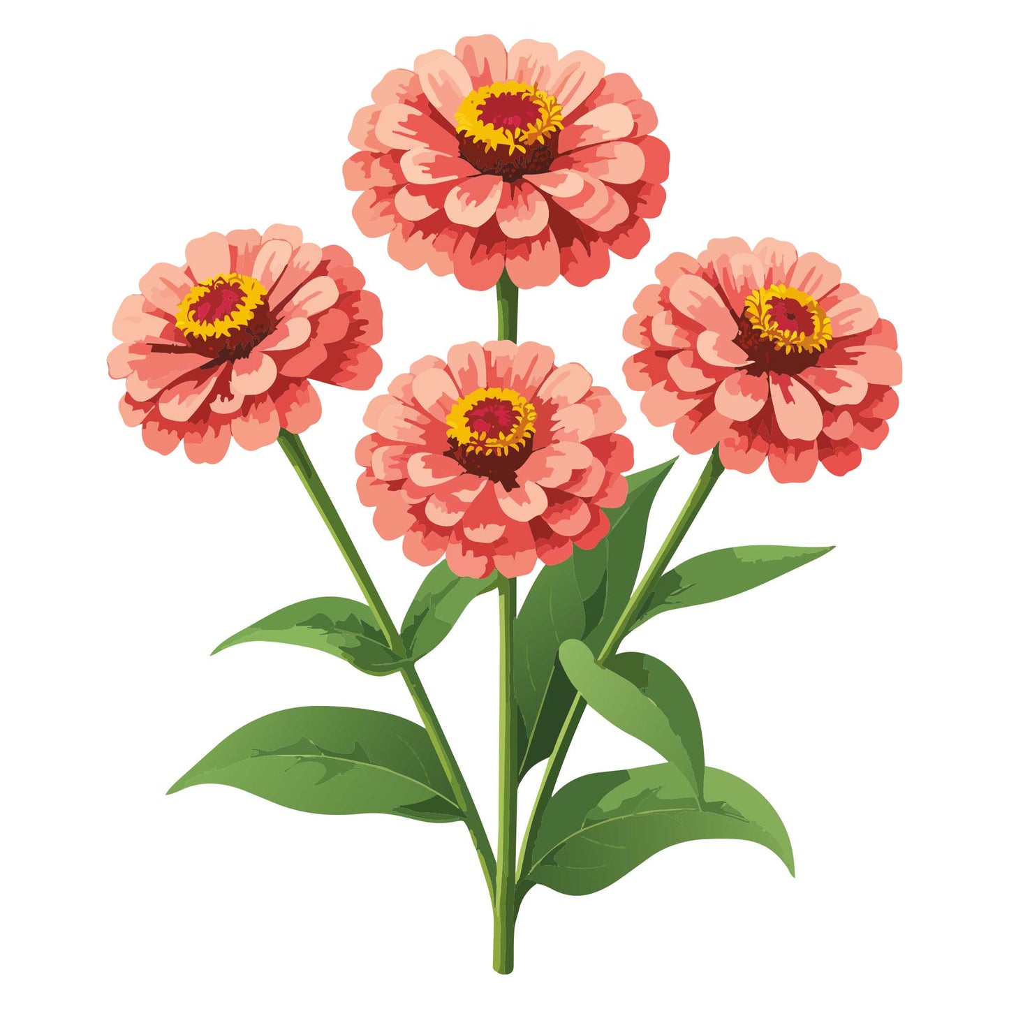 Salmon Queen Zinnia