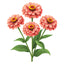 Salmon Queen Zinnia