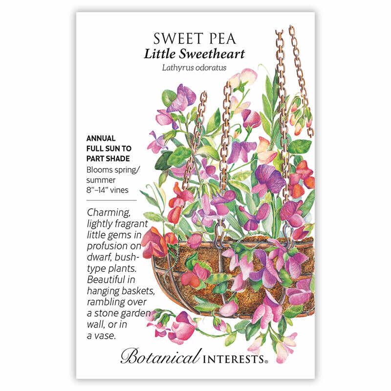 garden sweet pea seeds Little Sweetheart Sweet Pea Seeds