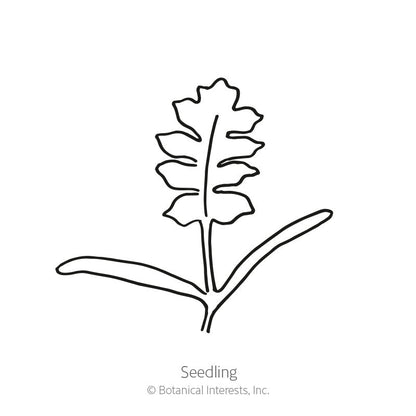 American Legion Corn Poppy Seeds Product Image