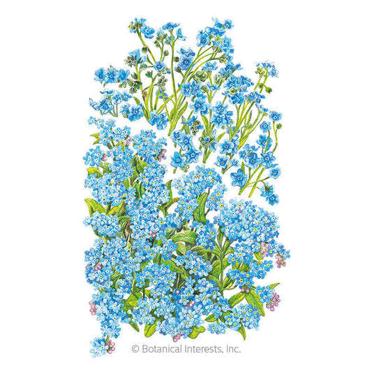 Spring and Summer Forget-Me-Not Seeds